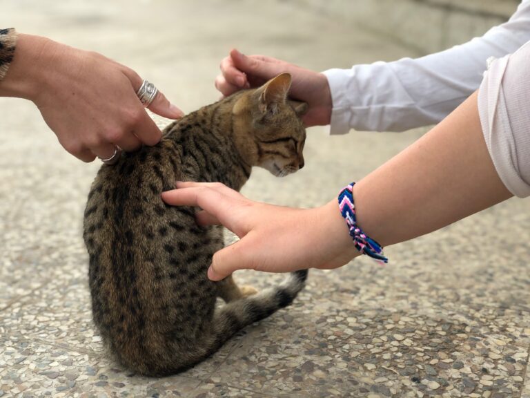 Vedic yoga community members playing with our cat