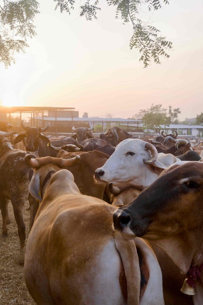 we are supporting local communities helping to feed these cows.